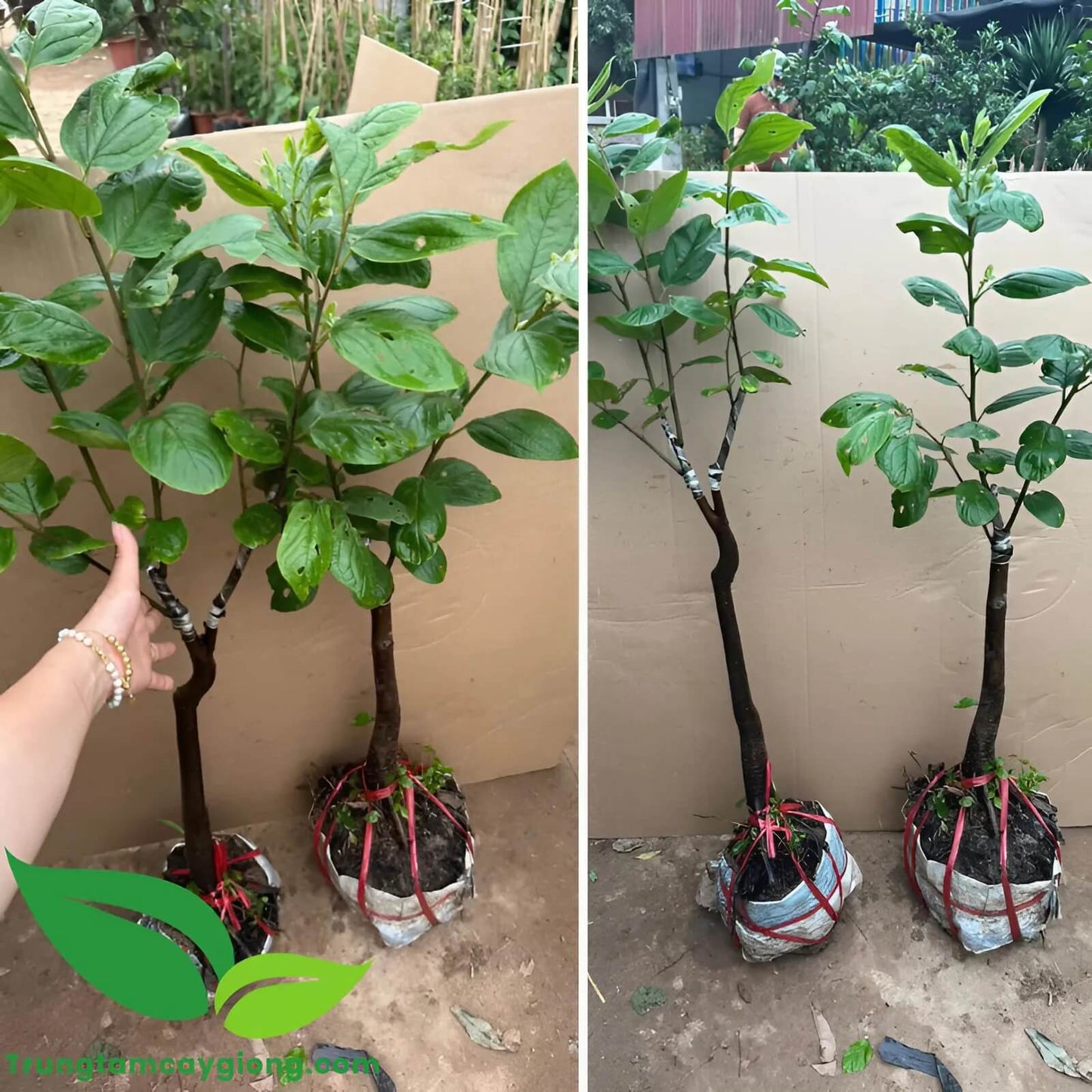 Cây Hồng Giòn Không Hạt
