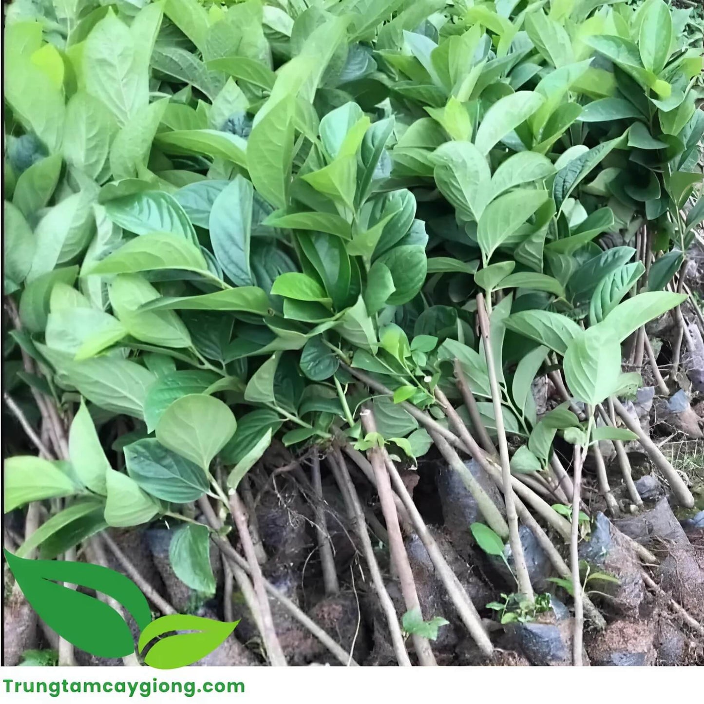 Cây Hồng Giòn Không Hạt