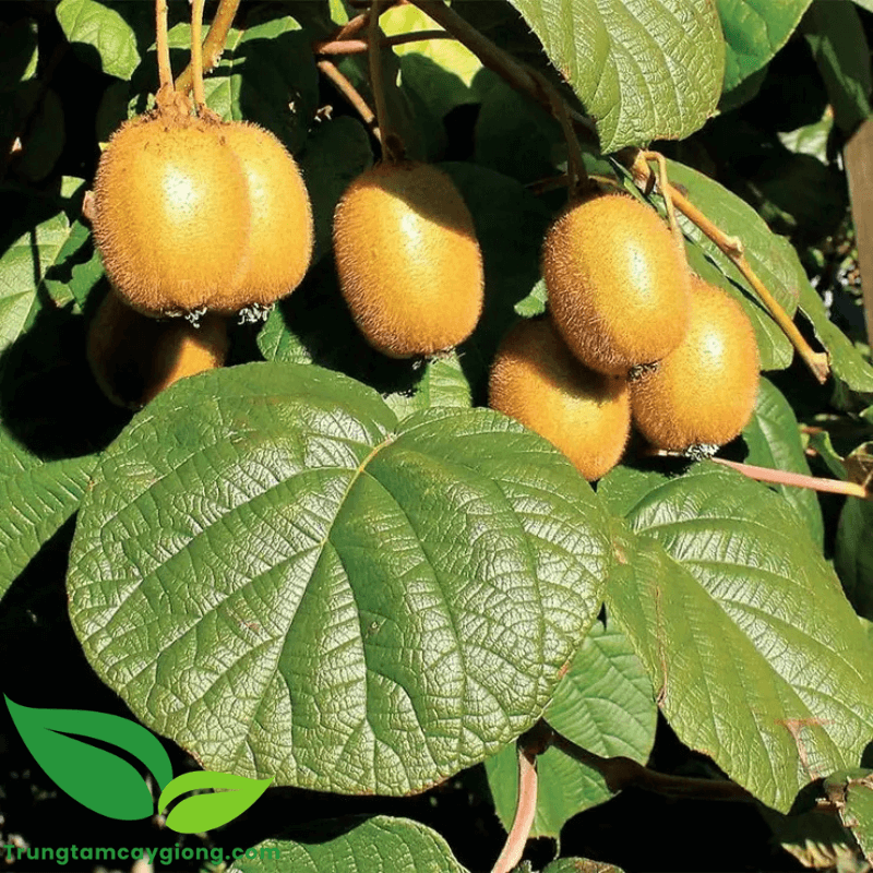 Cây Kiwi Mỹ