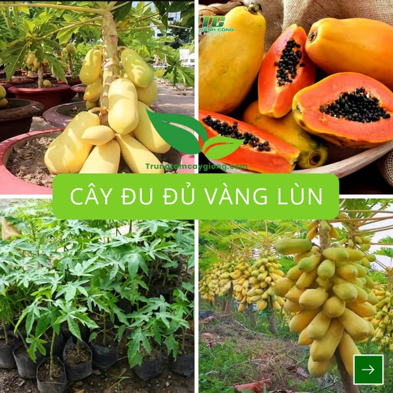 Cây Đu Đủ Vàng