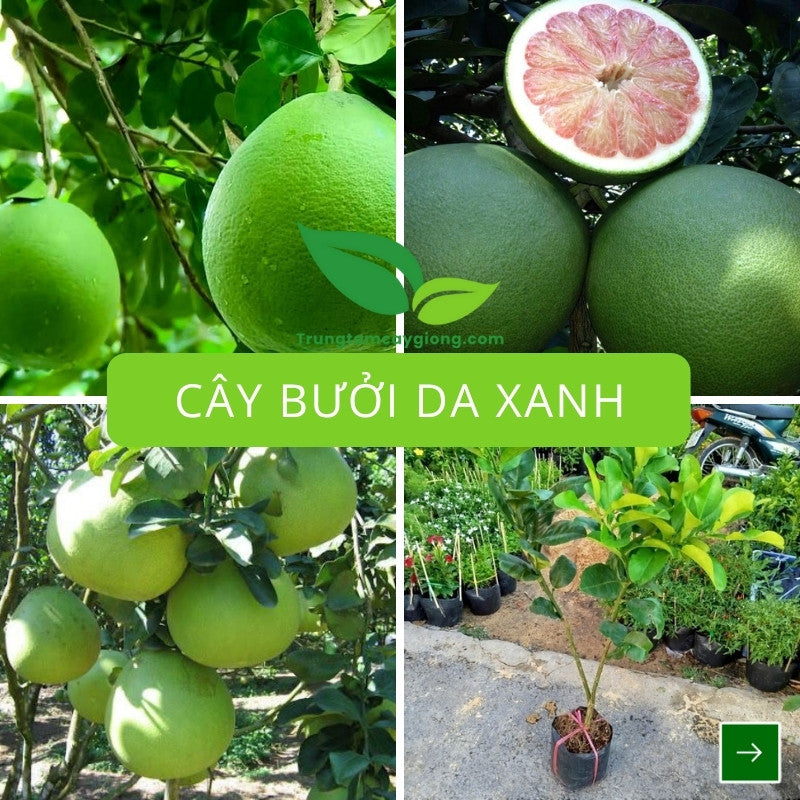 Cây Bưởi Da Xanh