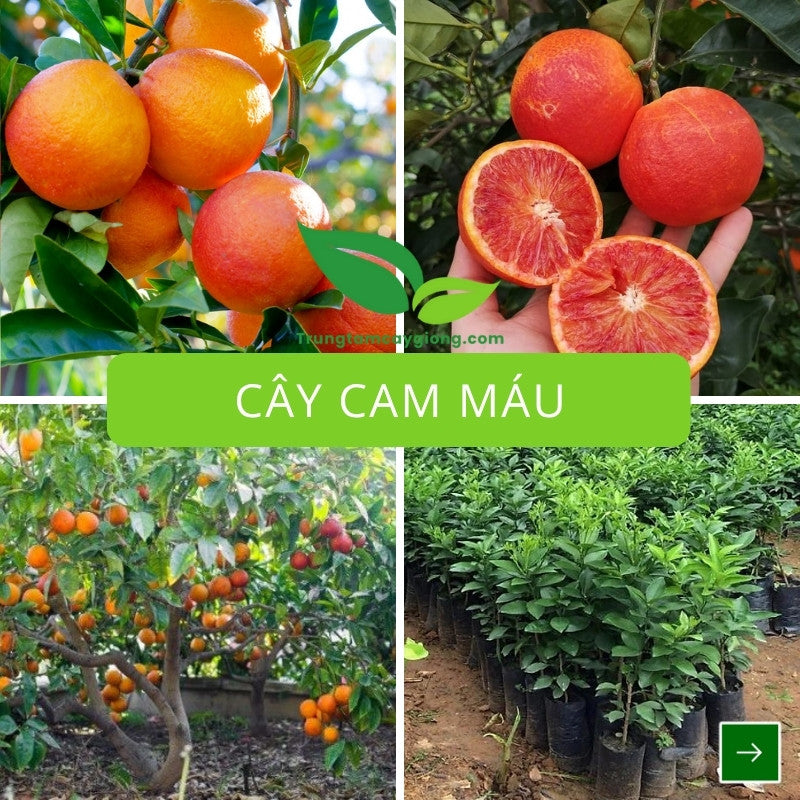 Cây Cam Máu