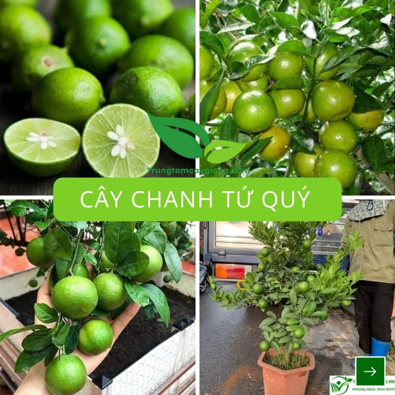 Cây Chanh Tứ Quý