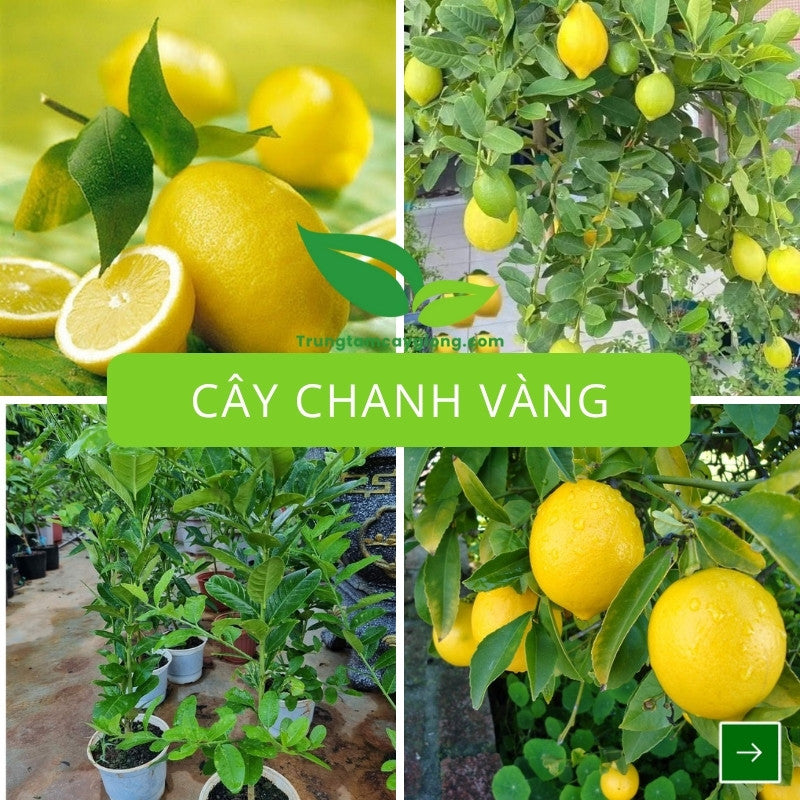 Cây Chanh Vàng