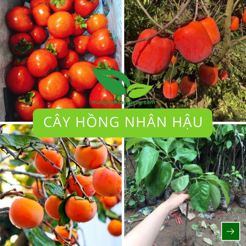 Cây Hồng Nhân Hậu