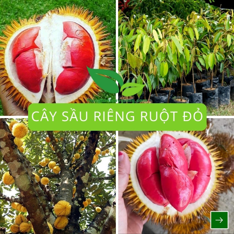Cây Sầu Riêng Ruột Đỏ