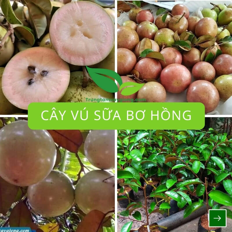 Cây Vú Sữa Bơ Hồng