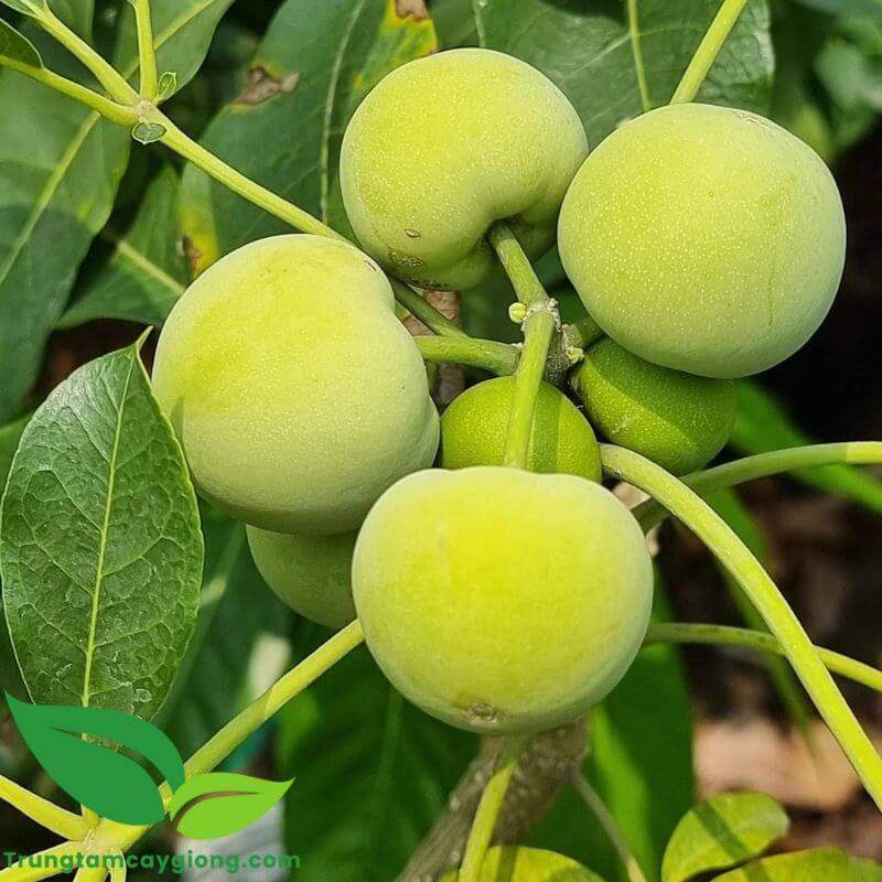 Cây Bánh Kem