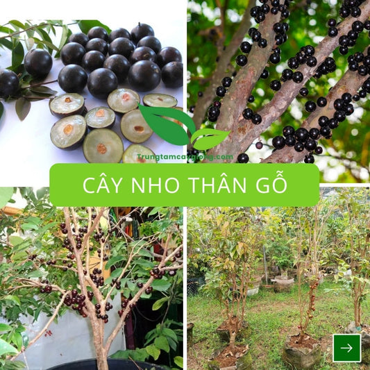 Cây Nho Thân Gỗ