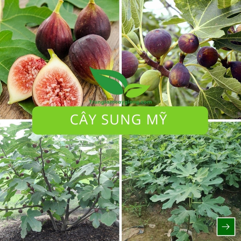 Cây Sung Mỹ