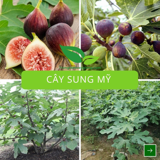 Cây Sung Mỹ