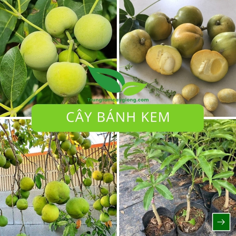 Cây Bánh Kem