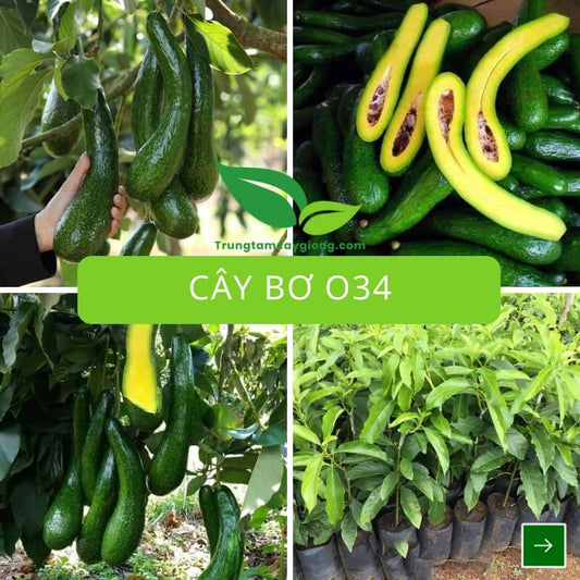 Cây Bơ 034