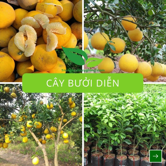 Cây Bưởi Diễn