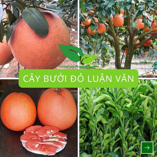 Cây Bưởi Đỏ Luận Văn