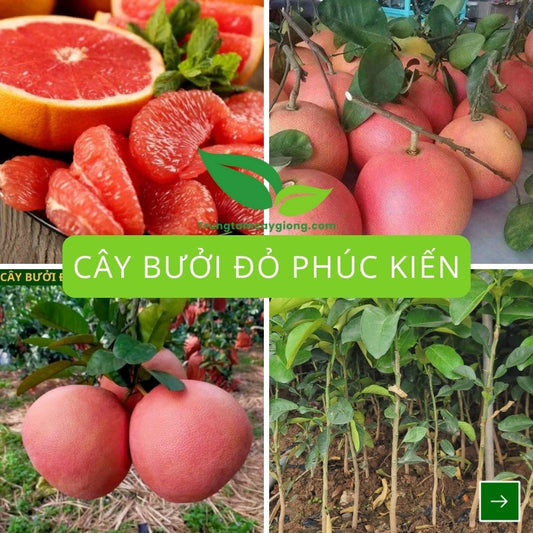 Cây Bưởi Đỏ Phúc Kiến