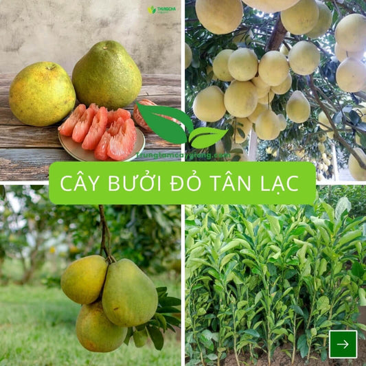 Cây Bưởi Đỏ Tân Lạc