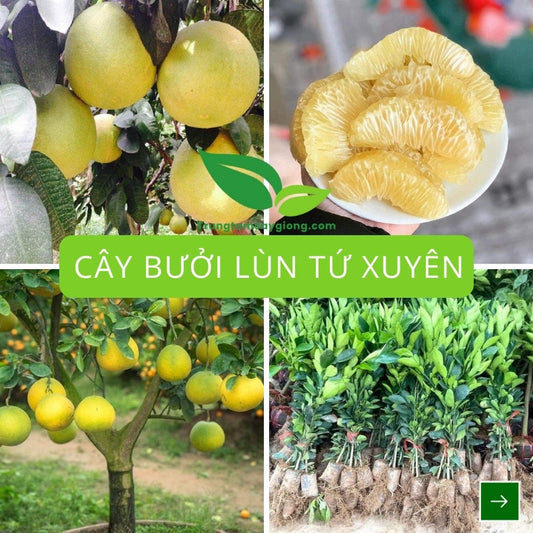 Cây Bưởi lùn Tứ Xuyên