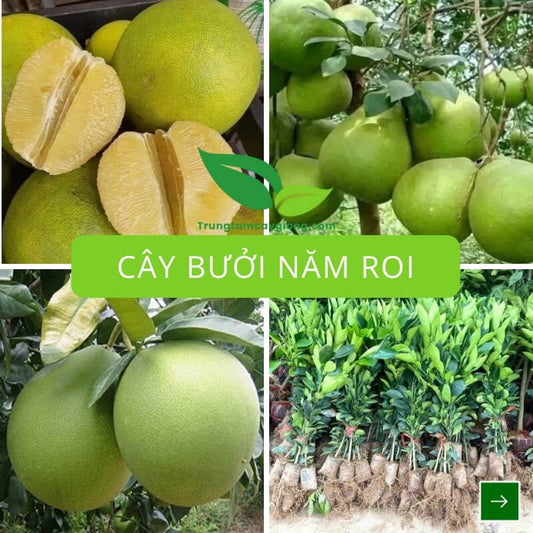 Cây Bưởi Năm Roi