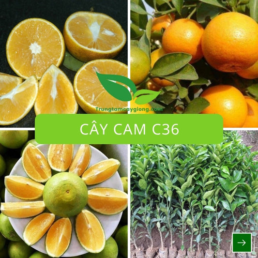 Cây Cam C36