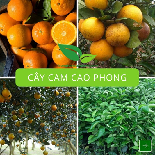 Cây Cam Cao Phong