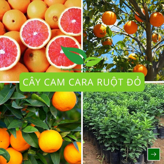 Cây Cam Cara Ruột Đỏ