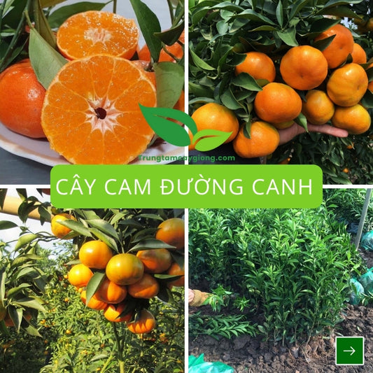 Cây Cam Đường Canh