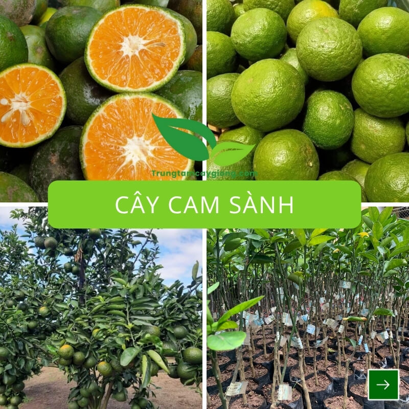 Cây Cam Sành