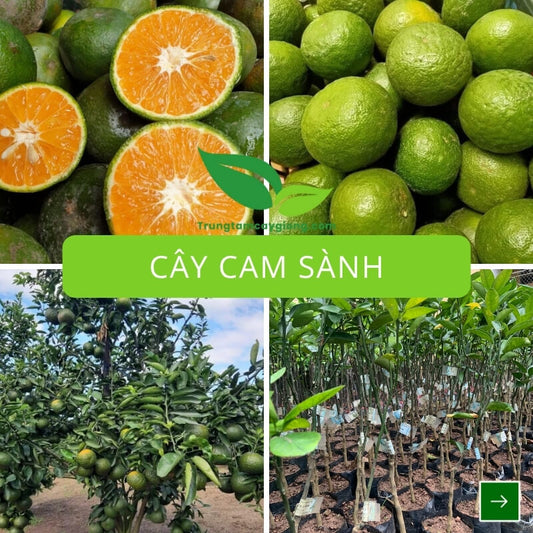 Cây Cam Sành