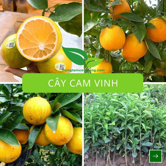 Cây Cam Vinh