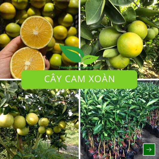 Cây Cam Xoàn