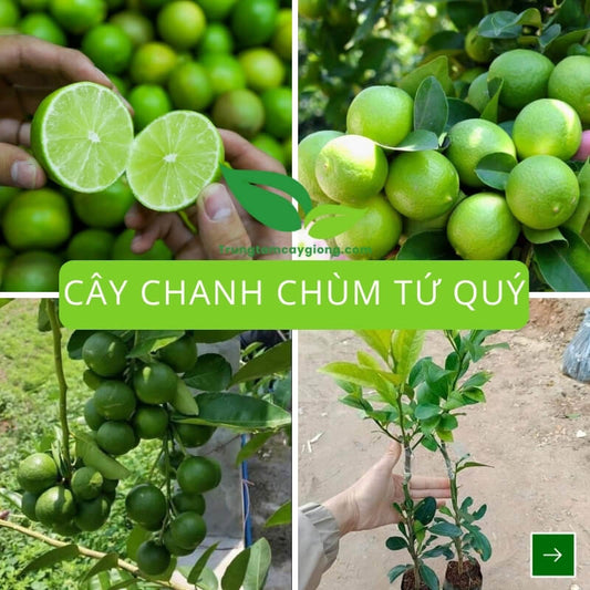 Cây Chanh Chùm Tứ Quý
