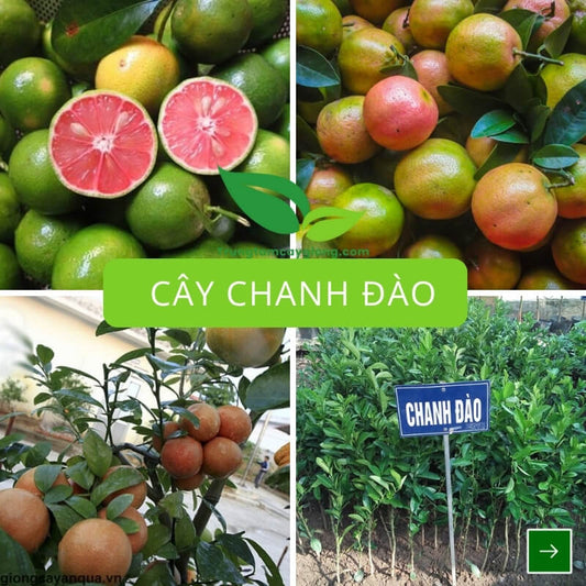 Cây Chanh Đào
