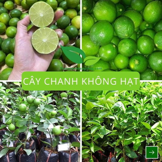 Cây Chanh Không Hạt