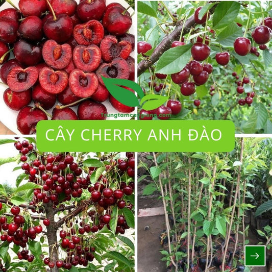 Cây Cherry Anh Đào