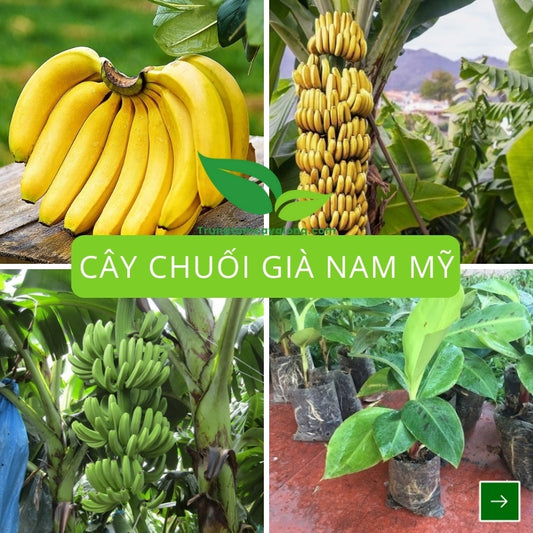 Cây Chuối Già Nam Mỹ