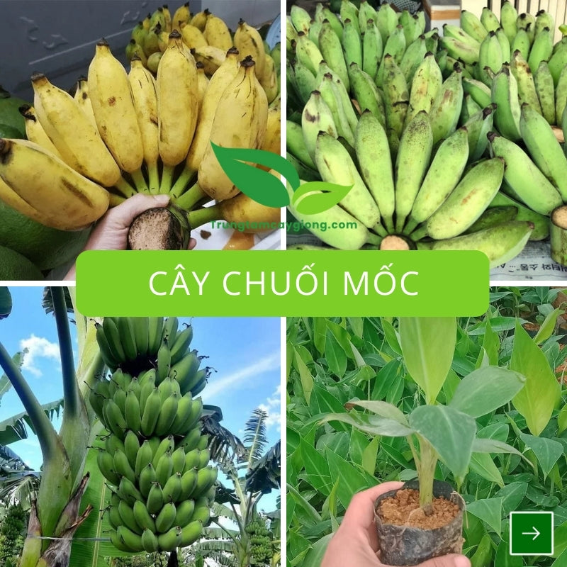 Cây Chuối Mốc