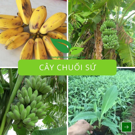 Cây Chuối Sứ
