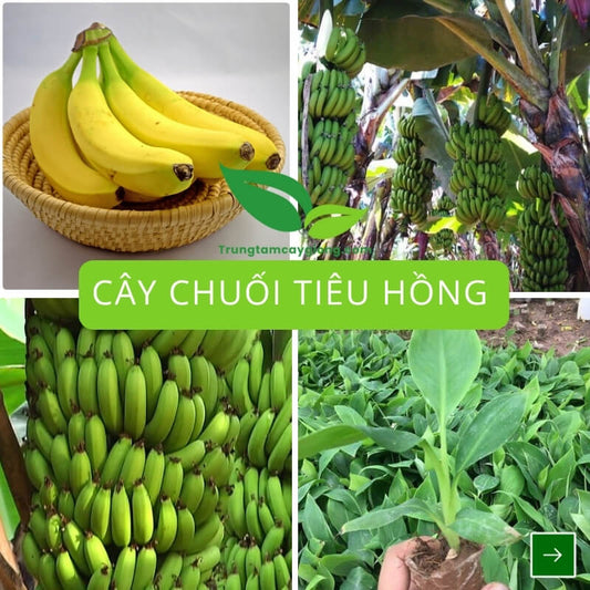 Cây Chuối Tiêu Hồng
