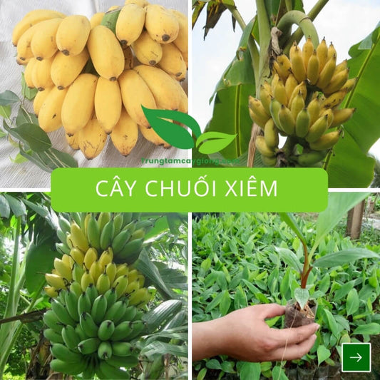 Cây Chuối Xiêm