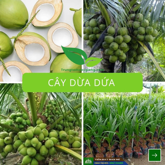 Cây Dừa Dứa