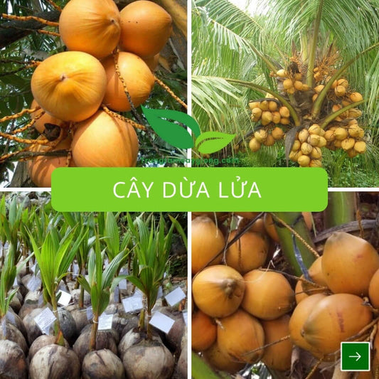 Cây Dừa Lửa
