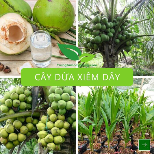 Cây Dừa Xiêm Dây