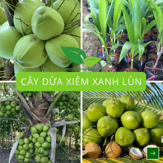 Cây Dừa Xiêm Xanh Lùn