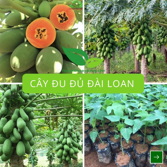 Cây Đu Đủ Đài Loan