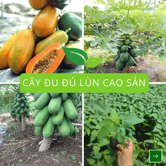 Cây Đu Đủ Lùn Cao Sản