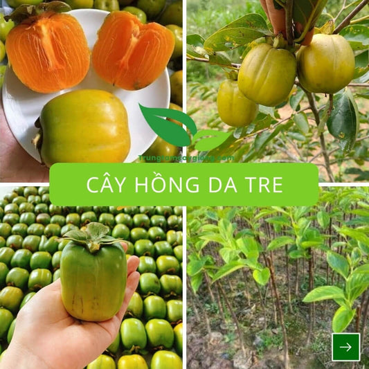 Cây Hồng Da Tre