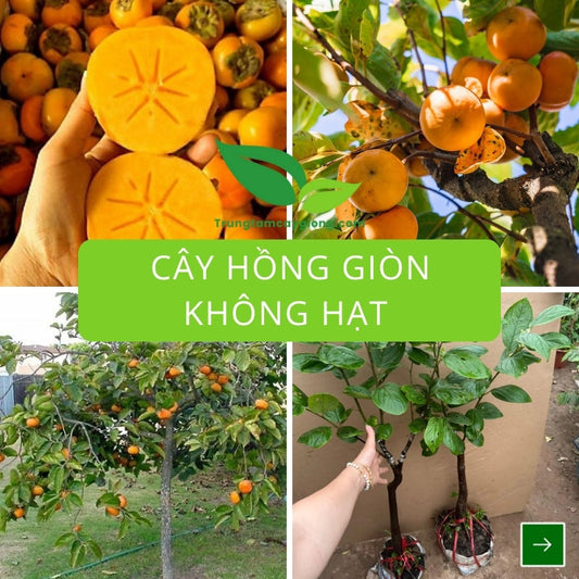Cây Hồng Giòn Không Hạt