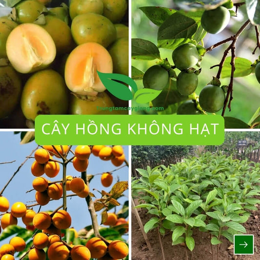 Cây Hồng Không Hạt