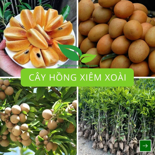 Cây Hồng Xiêm Xoài